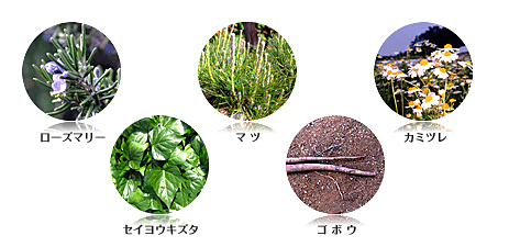 育毛剤等にも使用される天然ハーブエキスを9種類配合